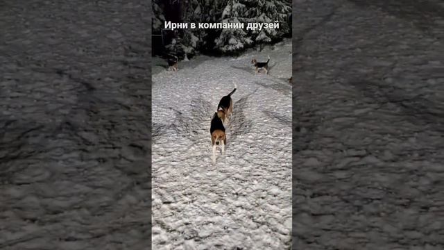 Ирни на тусовке с друзьями) #dog #бигль #надаче