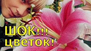 Хотите КРУПНЫЕ цветы у ЛИЛИЙ? - делайте ТАК. Подкормка лилий перед цветением