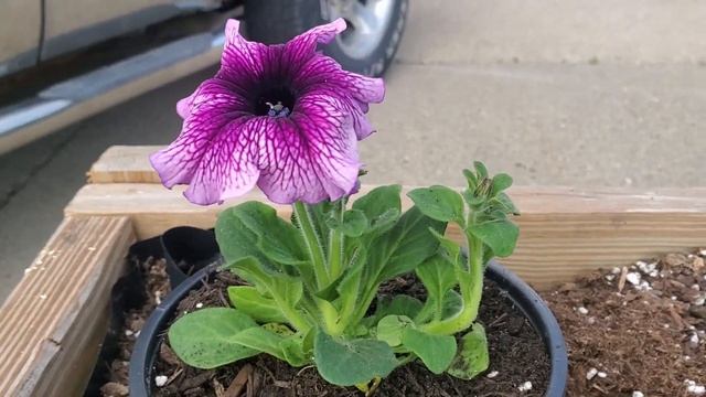 Meet My Daddy Sugar Petunia + Daisy Flowers + Pepper and Tomato. смотреть онлайн