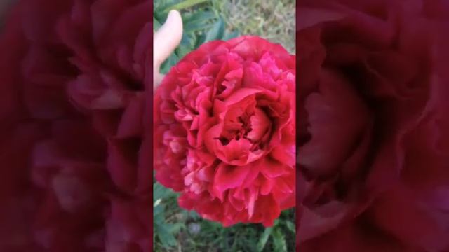 Пион Генри Бокстос (Paeonia Henry Bockstoce)