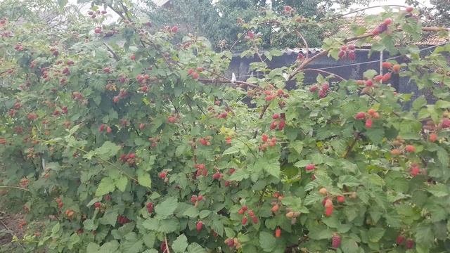 Tayberry Medana смотреть онлайн