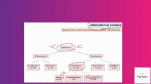 Гистология. Лейкоцитарная формула
