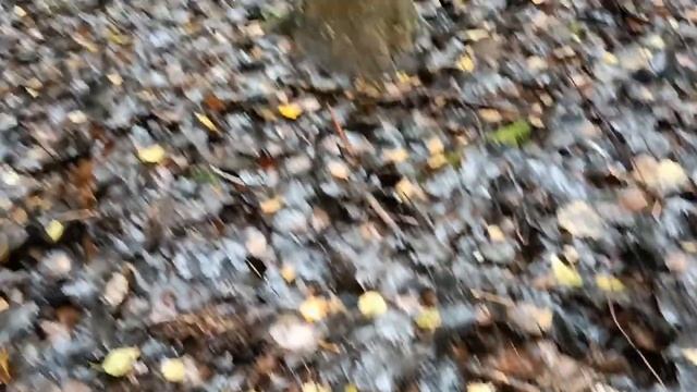 Грибные новости осеннего леса 18.10.2023 смотреть онлайн