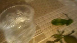 Наращивание корней детки орхидеи фаленопсис. Часть 1.