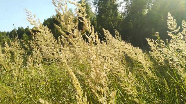 🌾🍃 смотреть онлайн