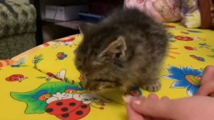 У Леры появился котёнок Лео. Покупаем котенка и везем домой.