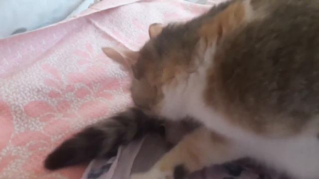 У Мурки начались роды. смотреть онлайн