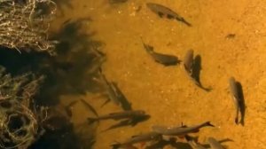 Природа Беларуси. Заповедными тропами белорусской земли.