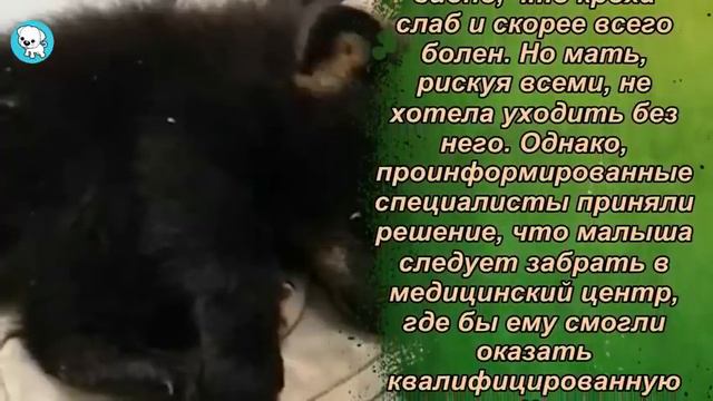 ПОЛИЦЕЙСКИЕ ХОТЕЛИ ПОМОЧЬ СЕМЬЕ МЕДВЕДЕЙ ПЕРЕЙТИ ДОРОГУ. В РЕЗУЛЬТАТЕ ЛЮДИ СПАСЛИ ЖИЗНЬ МЕДВЕЖОНКУ смотреть онлайн