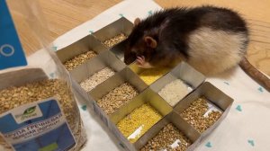 Какое зерно любят наши крысы?