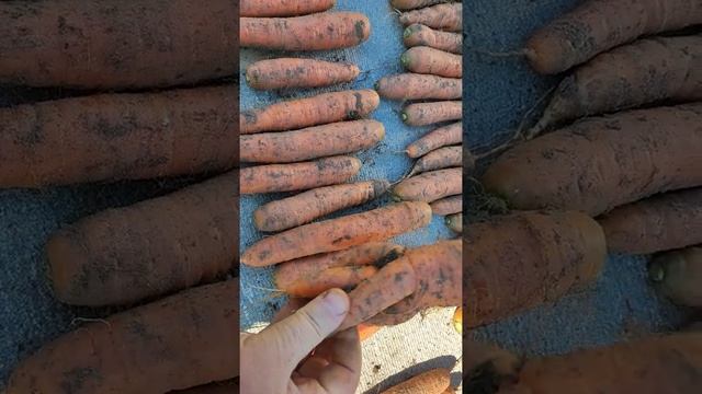 Убираю морковь ,урожай ,отличный сорт для хранения !