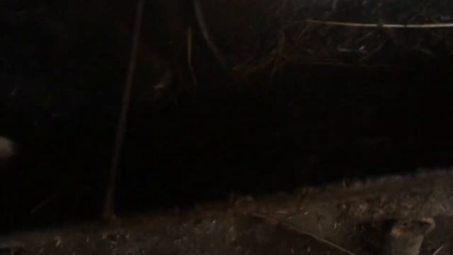 Обзор на коров голштинской породы