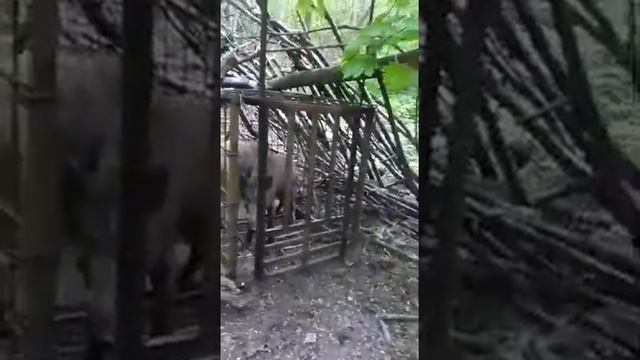 как поймать двух кабанов смотреть онлайн