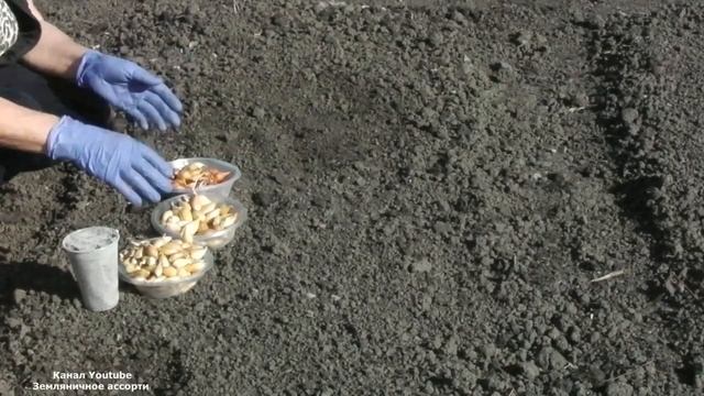КАК И КОГДА ПОДГОТОВИТЬ ГРЯДКУ ПОД ОЗИМЫЙ ЛУК . ОТВЕТЫ НА ВОПРОСЫ ПОДПИСЧИКОВ смотреть онлайн