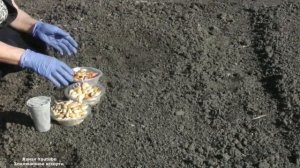 КАК   И КОГДА  ПОДГОТОВИТЬ ГРЯДКУ ПОД  ОЗИМЫЙ  ЛУК . ОТВЕТЫ НА ВОПРОСЫ ПОДПИСЧИКОВ