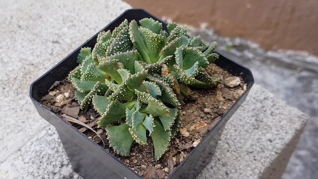 Titanopsis calcarea o Suculenta Cemento Cuidados Calcareous Titanopsis Care THIS VIDEO HAS SUBTITLE смотреть онлайн