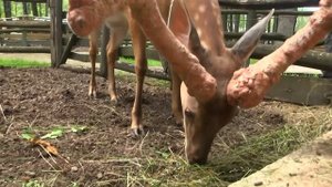 В мире животных с Николаем Дроздовым. Выпуск №56