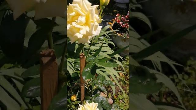 Жёлтая роза Парковая из Оби- Реми Мартин смотреть онлайн