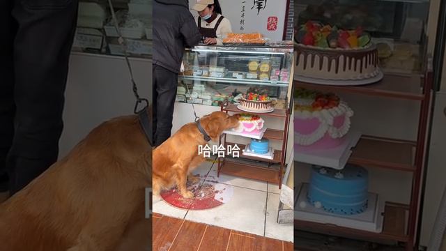 Хитрый пёсель выбил себе тортик. #shorts #dog #cat #animals #video #smile