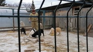 Кормление щенков среднеазиатской овчарки. Питомник ОЕССЕНН СТИЛЬ И-помет. Есть щенки в продаже.