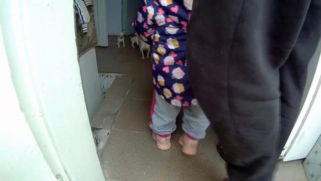 Дана в гостях у собачек чихуахуа смотреть онлайн