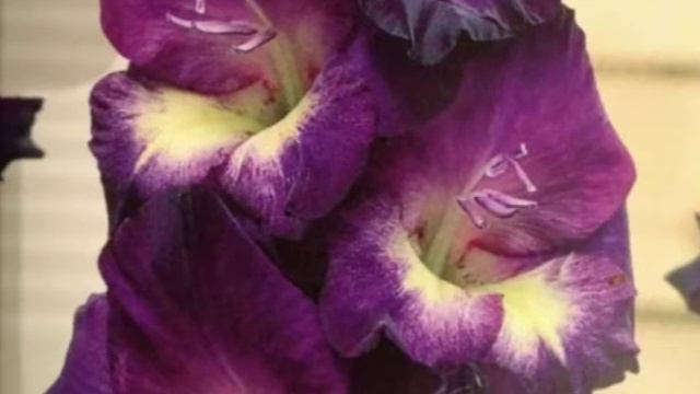 Gladiole 2021(Instrumental REMIX)!COVER. Par:6. смотреть онлайн