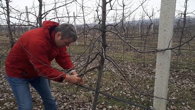 Обрізка сильнорослого сорту Муцу на підщепі М9 смотреть онлайн