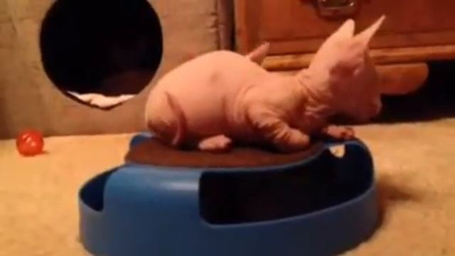 Hairless Sphynx & Bambino Cats & Kittens. смотреть онлайн