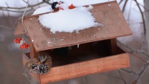 Синички прилетают в кормушку за семечками