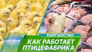 Рожденные на птицефабрике: путь цыплёнка от яйца до готовой мясной продукции