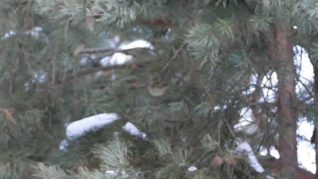 №3006 22. 01. 2023 Желтоголовый королек смотреть онлайн