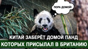 Китай заберёт домой панд, которых присылал в Британию