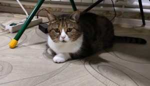 Британский кот любит мух, а эта просто обнаглела и отвлекает нас ?