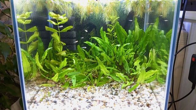 Много малька от золотой моллинезии :-) #NIK_72 смотреть онлайн