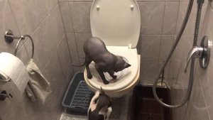 Донской сфинкс, приучаем опорожняться на унитаз!#донскиесфинксы #Котятасфинкса #Котята #сфинксоман