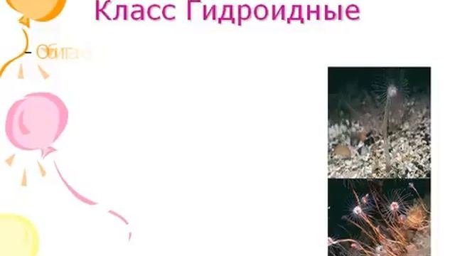 Тип кишечнополостные. Класс Гидроидные.AVI