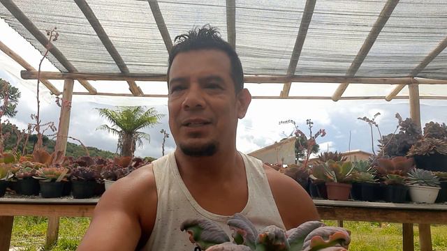 COLEÇAO ECHEVERIA CARÚNCULAS смотреть онлайн