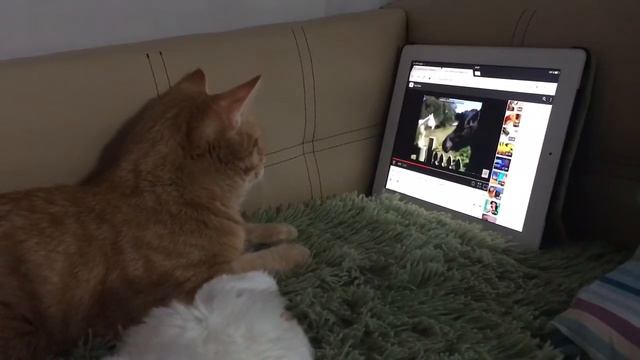 Кот смотрит YouTube смотреть онлайн