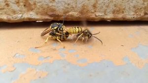 Как размножаются пчелы