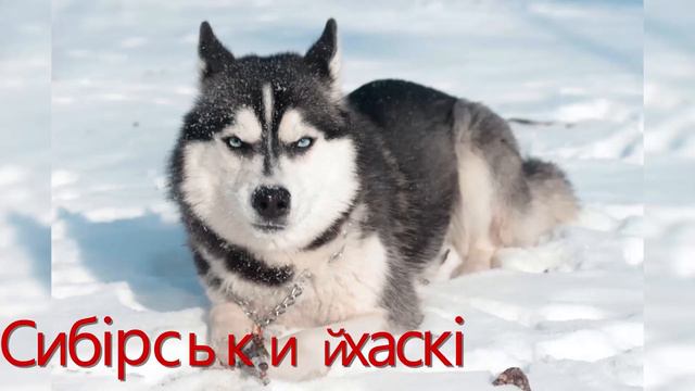 Топ 10 найпопулярніших собак у світі Найпопулярніші собаки у світі. Які найпопулярніші собаки. смотреть онлайн