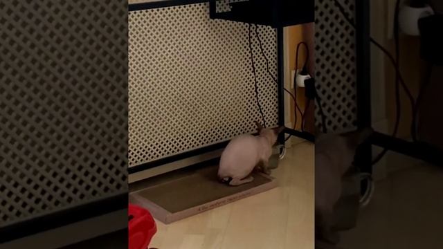 Купили коту когтеточку?❤️