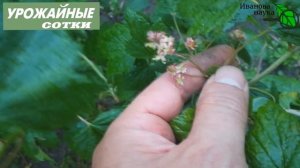 НЕМЕДЛЕННО ИЗБАВЬТЕСЬ от этих кустов! Они принесут только БЕДУ!