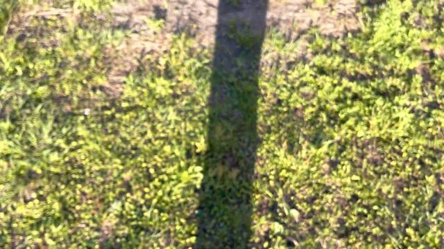 Maguire Yesterdays Hippeastrum/Amaryllis смотреть онлайн