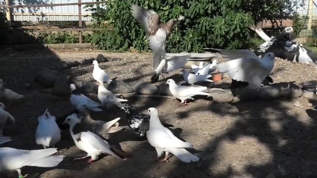 С голубями так бывает! смотреть онлайн