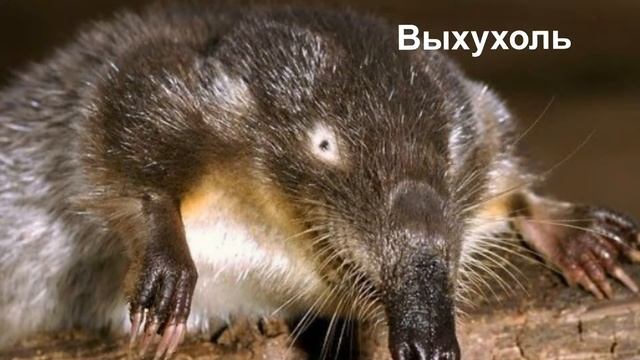Отряд: Насекомоядные