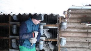 Кролики Советской Шиншиллы