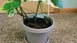 UPDATE Syngonium Albo Variegatum 01 Part 002 | Plant Vlog 162