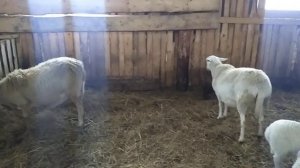 Катумские овцы ,обман на Авито.