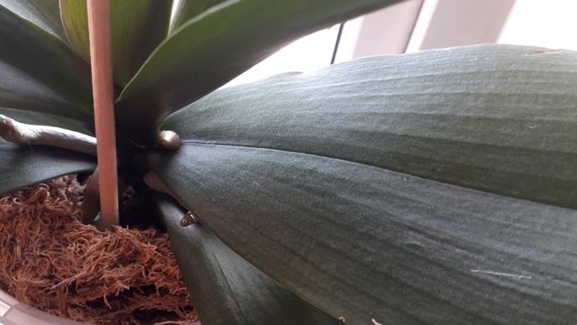 Дружный и быстрый рост корней и цветоносов орхидей,результат подкормки.Цветение февраля. смотреть онлайн