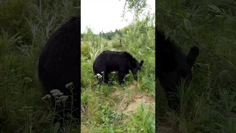 Медведи осмотрели место своего побега. #bear